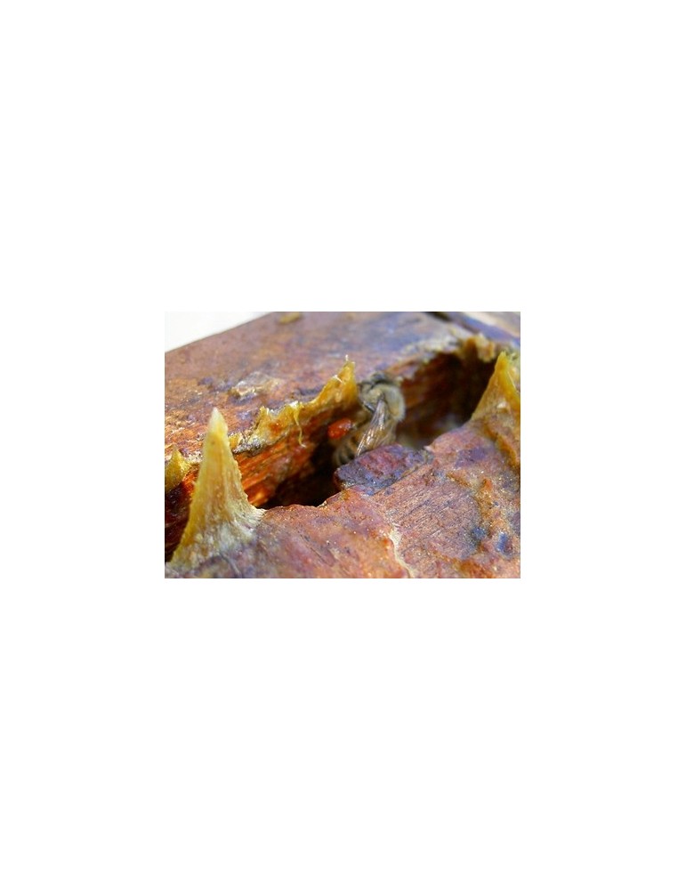 Capsules de propolis BIO, PropolAir